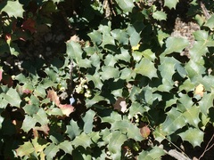 Berberis alpina