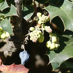 Berberis alpina