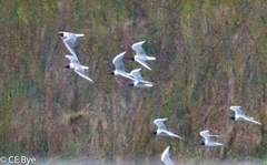 Leucophaeus pipixcan