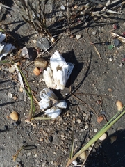 Amphibalanus eburneus