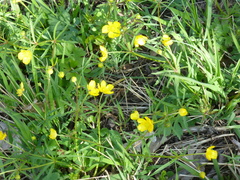Ranunculus auricomus
