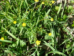 Ranunculus auricomus