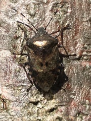 Rhaphigaster nebulosa