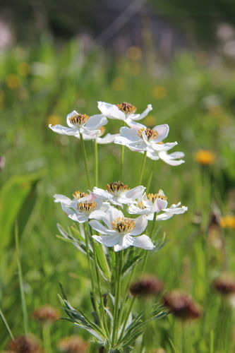 Anemone narcissiflora iNat (2)