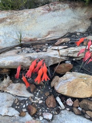 Cyrtanthus staadensis
