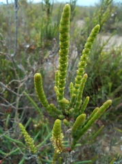 Arthrocaulon macrostachyum