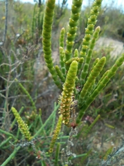 Arthrocaulon macrostachyum