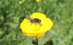 Cheilosia albitarsis