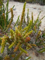 Arthrocaulon macrostachyum