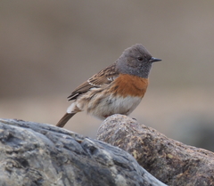 Prunella rubeculoides