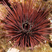Needle-spined Urchin - Photo (c) 104623964081378888743, some rights reserved (CC BY-NC), uploaded by 104623964081378888743