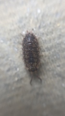 Porcellio scaber