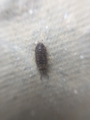 Porcellio scaber