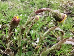 Tussilago farfara