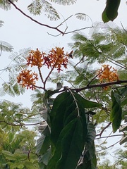 Saraca