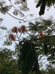 Saraca