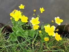 Caltha palustris