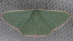 Prasinocyma semicrocea