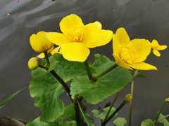 Caltha palustris