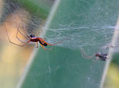 Frontinellina frutetorum