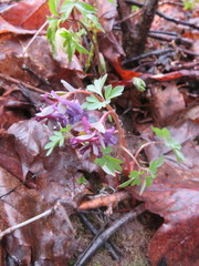 Corydalis solida