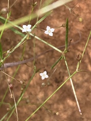 Oldenlandia herbacea