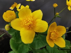 Caltha palustris