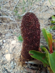 Cynomorium coccineum