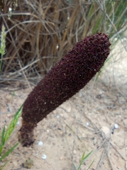 Cynomorium coccineum