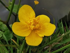 Caltha palustris