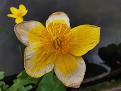 Caltha palustris