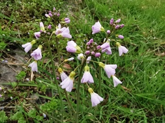 Cardamine pratensis