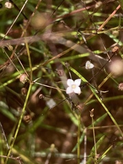 Oldenlandia herbacea