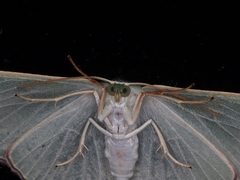 Prasinocyma semicrocea