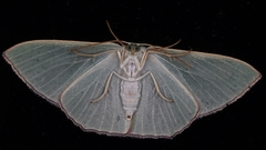 Prasinocyma semicrocea