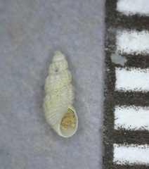 Odostomia virginalis