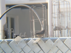 Campylorhynchus brunneicapillus