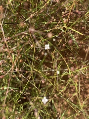 Oldenlandia herbacea