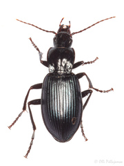 Laemostenus cimmerius