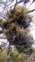 Tillandsia incarnata