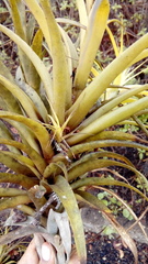 Tillandsia incarnata