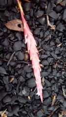 Tillandsia incarnata