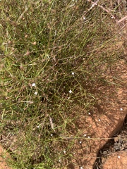 Oldenlandia herbacea