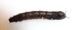 Tipula intermedia