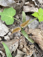 Hydrophyllum appendiculatum