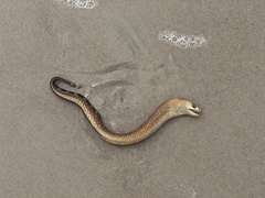 Gymnothorax saxicola