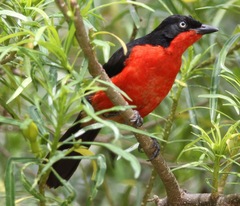 Laniarius erythrogaster