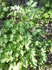 Corydalis solida