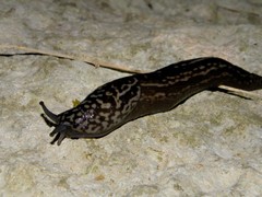 Limax subalpinus