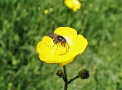 Cheilosia albitarsis